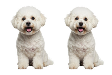 Two adorable bichon frise puppies sitting, isolated on transparent background