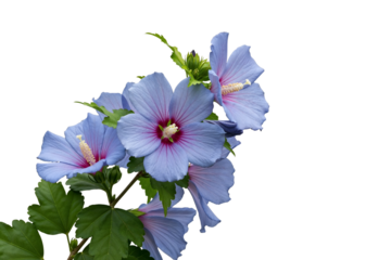 A branch of light blue hibiscus flowers in full bloom, isolated on transparent background