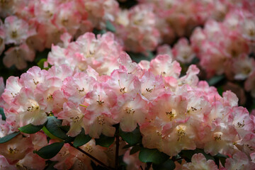 Rhododendron blossoms in full bloom at a garden during springtime showcasing delicate pink and white petals