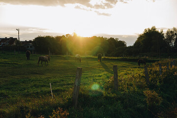 Landscape with a herd of horses in a green pasture in front of a forest