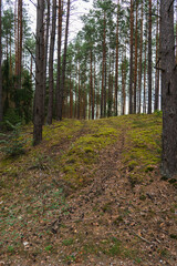 A nearly overgrown dirt road in a pine forest