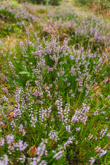 Close-up of purple heather flowers growing in a coniferous forest