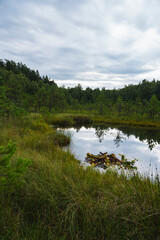 landscape of an overgrown dystrophic lake with a floating mat and coniferous forest