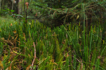 Detail of Lycopodium annotinum growing on a ground in a forest during summer