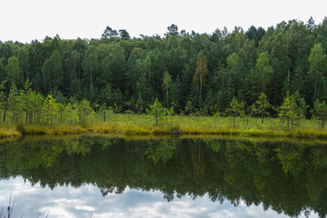 landscape of an overgrown dystrophic lake with a floating mat and coniferous forest