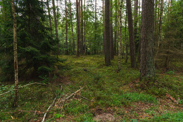 The natural landscape of a temperate pine forest in the summer season
