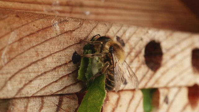 Leafcutter bee sealing up it's nest with leaves close up stock footage
