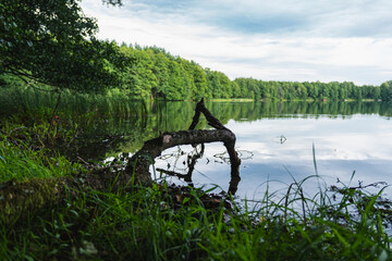 natural landscape of the lake shore with a broken tree partially lying in the water