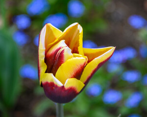 Vibrant yellow and red tulip blooms amidst blue flowers in a lush garden setting during spring