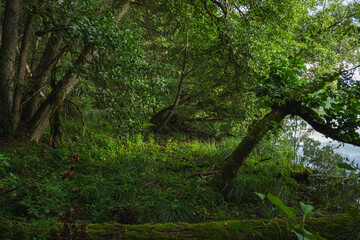 landscape with dark deciduous forest of temperate zone