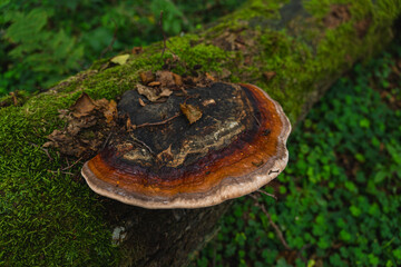 Detail of  a colorful bracket fungus commonly known as turkey tail
