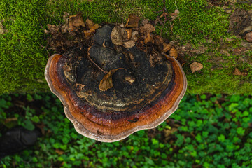 Detail of  a colorful bracket fungus commonly known as turkey tail
