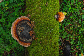 Detail of  a colorful bracket fungus commonly known as turkey tail