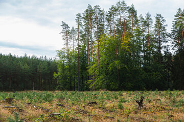 landscape of a fragment of pine forest in which some trees have been cut down