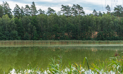 natural landscape of the lake shore overgrown with reeds with greenish water