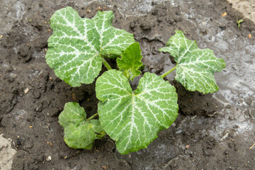 Young pumpkin plant with veined leaves growing in wet soil.