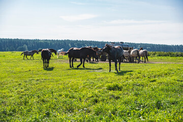 Landscape with a herd of horses in a green pasture in front of a forest