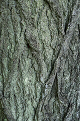 Close-up of the bark of an old oak tree at trunk height