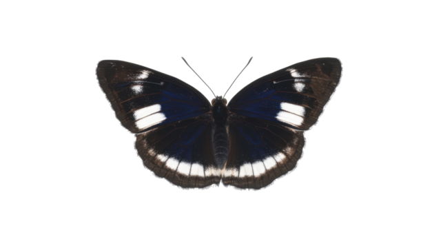 Vibrantly Colored Butterfly with Intricate Patterns and Delicate Wings on Transparent Background