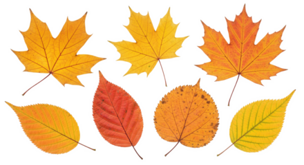 Beautiful autumn leaf isolated PNG