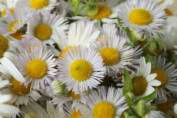 Fototapeta premium daisies in a garden