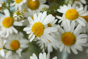 daisies in the garden