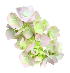 Сut out hydrangea flowers photo