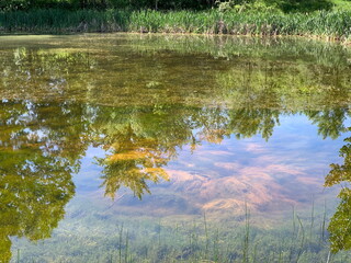 A clear pond and a reflection of trees.
A pond with a greenish hue and the reflection of trees. The water is clear and transparent.