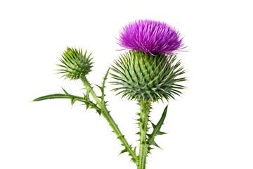 Stunning Purple Thistle Flower with Bud Close-up Photography