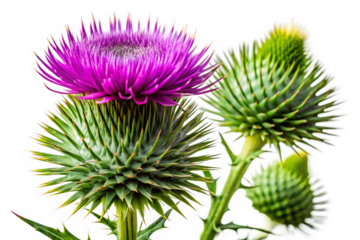 Majestic Thistle Flower Close-up Photography of Blooming Thistle