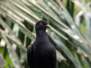 A close-up shot of a sleek, black pigeon with striking orange eyes, set against a softly blurred...