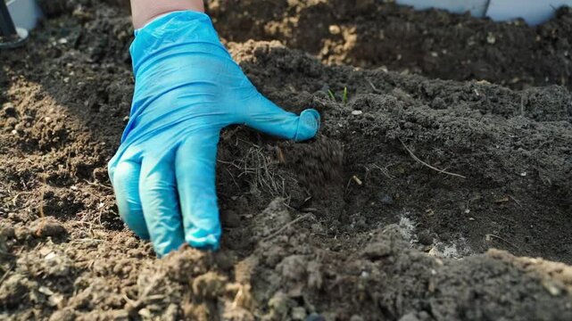 A gloved hand rakes a row of seeds, slow motion