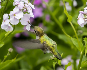 Hummingbird hovering near pink and white flowers in vibrant garden during sunny afternoon