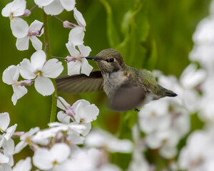 Hummingbird hovering near white flowers in a lush garden during springtime