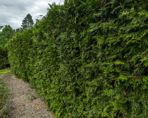A tall hedge fence made of dense green coniferous eastern arborvitae