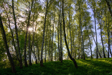 Sunlight filtering through the tall birch trees in a lush green forest, creating a serene and captivating natural landscape for nature enthusiasts.