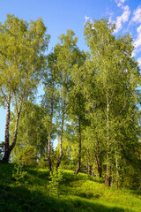 Obraz premium Lush green birch trees and grass on a sunny hillside under a clear blue sky, a natural spring landscape and outdoor scene for background.