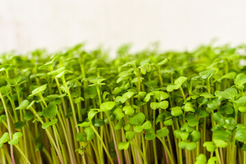 Close up of fresh green broccoli microgreen plant with many bright sprout. Healthy eating and growing sprouted seed concept agriculture.