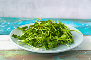Fresh green sunflower microgreens on a blue plate. Healthy sprout plant ingredient for vegan and vegetarian nutrition food. Top view of edible seedling.