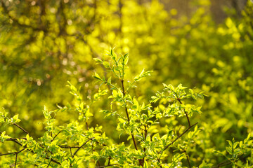 Full frame image of dense lime green shrub with young leaves in late spring or early summer,...