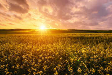 Fototapeta premium Yellow bright flowers bloom in a field of rapeseed at sunset light, creating a beautiful summer landscape. Agricultural business concept image.