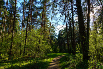 Obraz premium Forest path winding through green trees. Sunlit park landscape. Outdoor escape and natural scenery for relaxation.