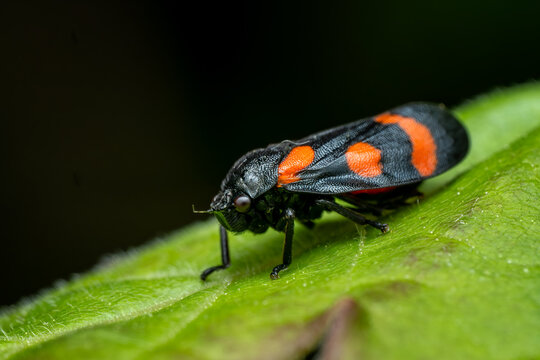 Small cicada - Cercopis sanguinolenta, colored tiny bug from European meadows and grasslands, Czech Republic.