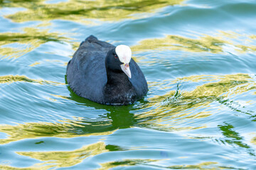 Focha común en agua