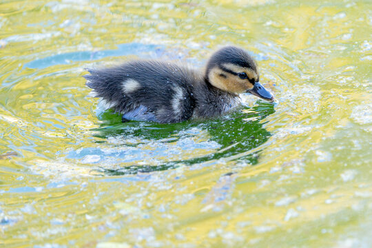 Patito, anade real