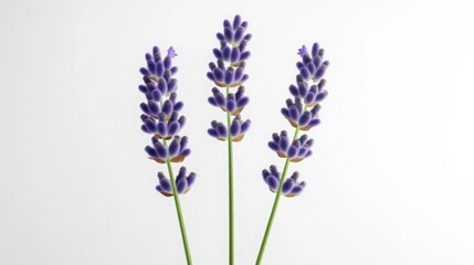 Three lavender sprigs offering peaceful aroma and calm moments of mindfulness in a clean studio