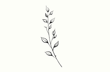 Delicate Plant Line Art