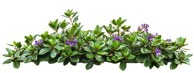 Fototapeta premium Stock photo of hebe plant with purple flowers for garden design and decoration on transparent background