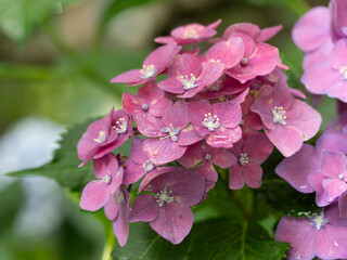 雨に濡れた赤紫色の紫陽花