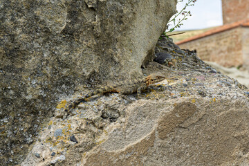 A large lizard with protective coloration sits on a sandy rock. Head, limbs and tail are visible
